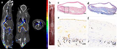 In Vivo Spect Ct Imaging And Pathological Results A In Vivo