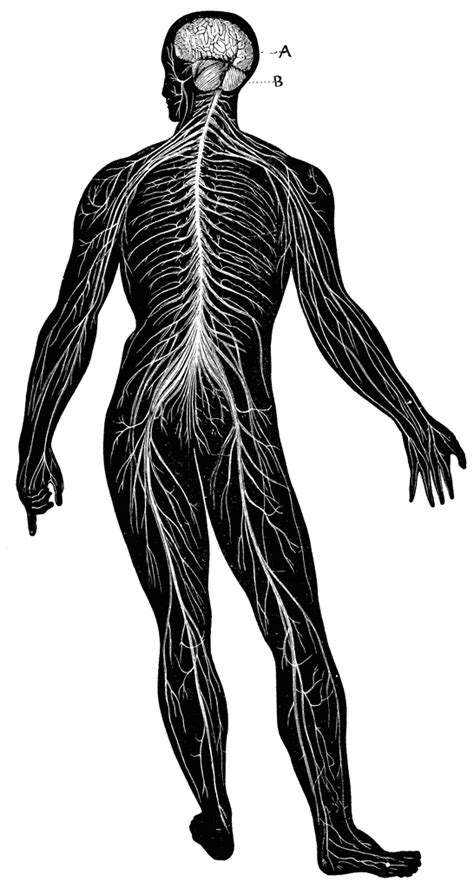 Nervous System With Labels