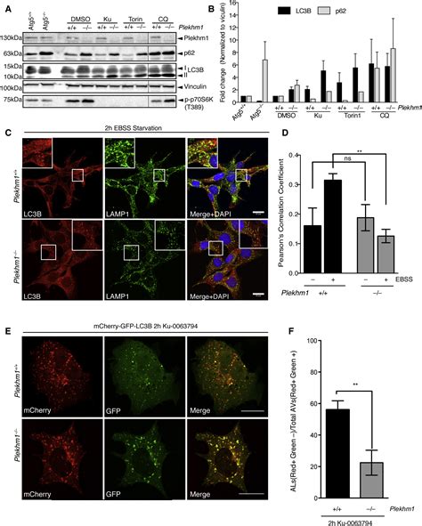 PLEKHM1 Regulates Autophagosome Lysosome Fusion Through HOPS Complex