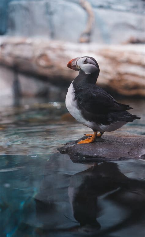 Online Crop Hd Wallpaper Atlantic Puffin Bird Water Animal