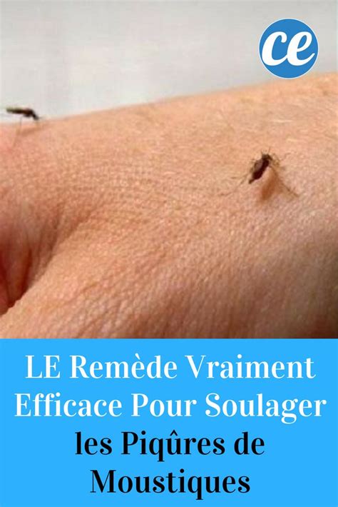 LE Remède Vraiment Efficace Pour Soulager les Piqûres de Moustiques