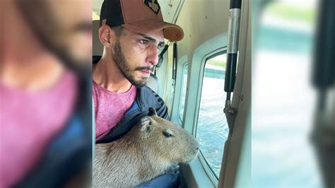 Capivara Fil Volta Ao Tiktoker Decide Justi A Do Amazonas