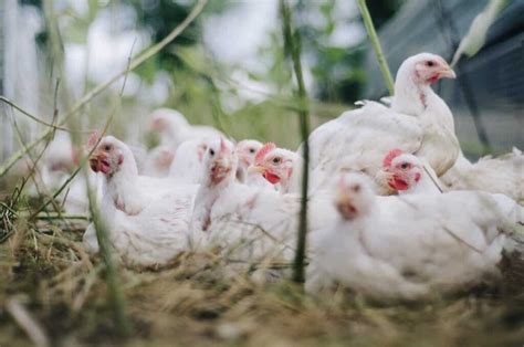 Contract Poultry Farming In India Profits Companies Agreement How