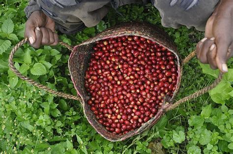 7 Best Ethiopian Coffee Brands of 2024 — Reviews & Top Picks | Coffee ...