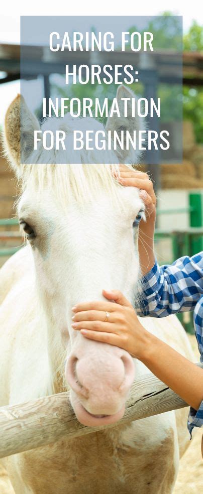 Caring For Horses Information For Beginners Horse Lessons Horse