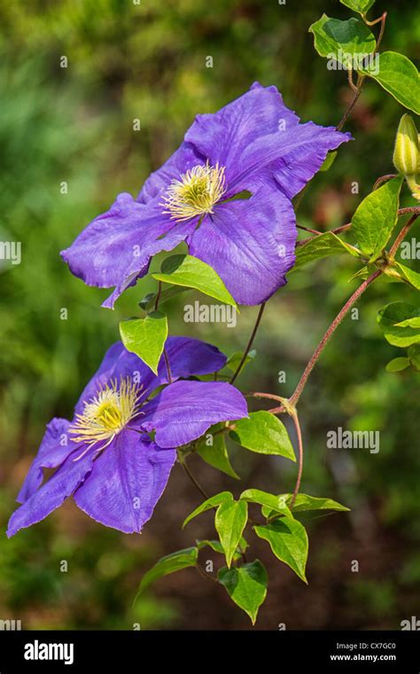 Clematis Flower Bloom Hi Res Stock Photography And Images Alamy