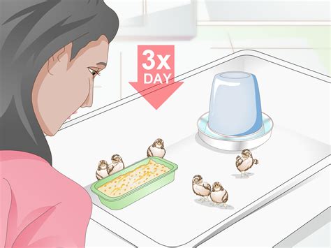 6 Ways to Breed Quail - wikiHow