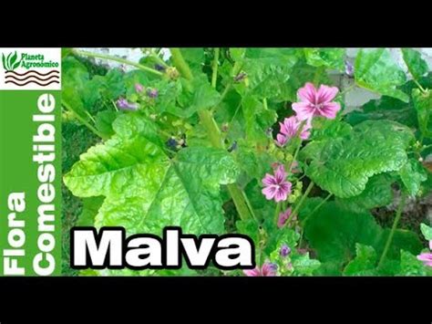 Malva Para Que Sirve Y Como Se Prepara Nosehacerlo