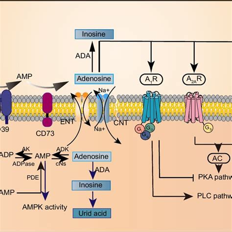 An overview of the regulation of the adenosinergic pathway. Adenosine ...