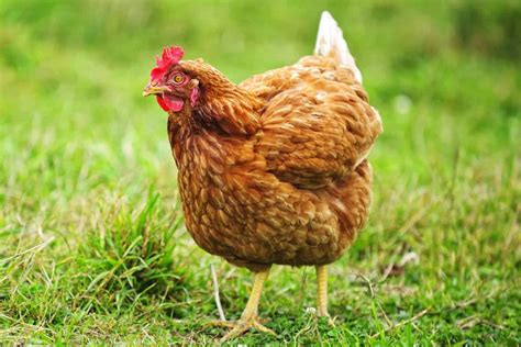 How Do Roosters Fertilize Eggs A Complete Guide