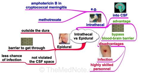 Intrathecal Vs Epidural Space