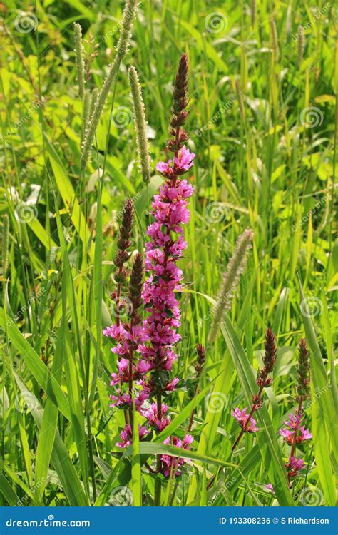 Early Purple Orchid Stock Photo Image Of Mascula Orchis