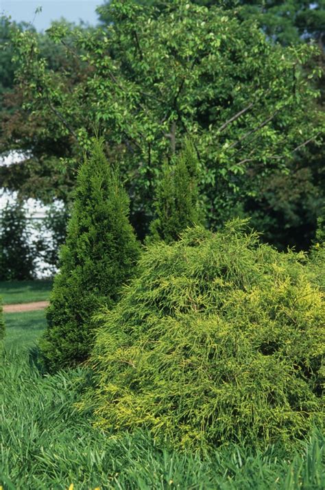 Chamaecyparis Pisifera Filifera Nana Japanese Falsecypress Garden