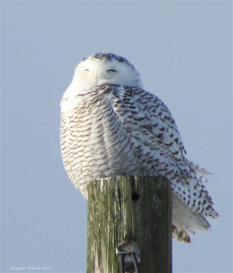 Snowy Owls in Western New York, January 2014 | Eddie Wren's Travel and