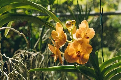 Botanical Gardens in Barbados — Haarkon