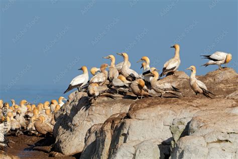 Colony Of Breeding Cape Gannets Morus Capensis Bird Island Lamberts