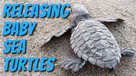 Releasing Baby Sea Turtles Into The Ocean Dark Nook Youtube