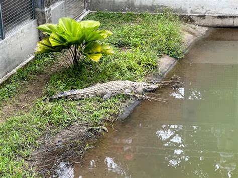 Philippine Crocodile Conservation Center: A Sanctuary for the Philippine Crocodile - Tara Lets ...