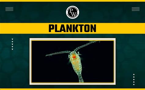 Plankton - Definition, Types, Examples And Importance