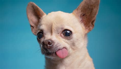 Cosas Que Debes Saber Antes De Adoptar Un Perro Chihuahua