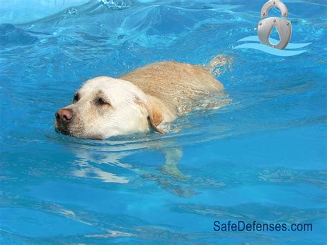 Las Vegas Water Safety: Is Your Pool Safe for Animals?