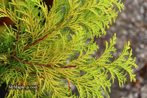 Chamaecyparis Obtusa Kerdalo Dwarf Hinoki Cypress — Mr Maple │ Buy