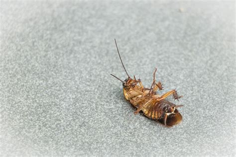 Are Cockroaches Dangerous Everything You Need To Know Prowess Pest