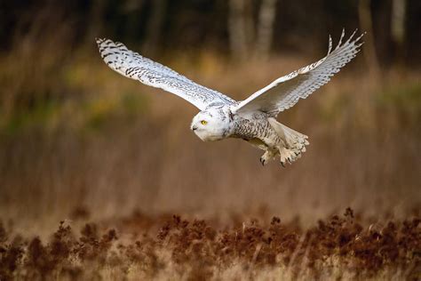 Nyctea Scandiaca Snowy Owl Photograph By Petr Simon Fine Art America