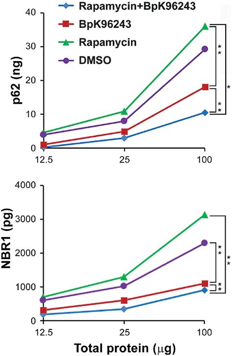 Stimulation Of Autophagy Reduced Intracellular P62 Nbr1 In B Download Scientific Diagram