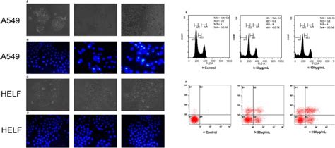 A A549 cells were treated with PBS 24 h or 23 µg mL POL for