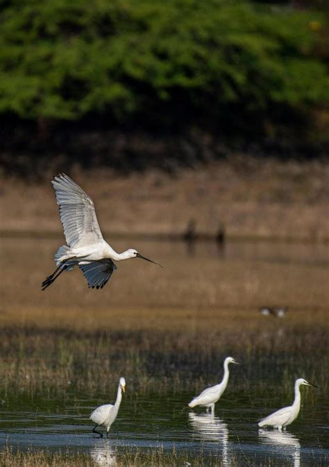 What Is The Symbiotic Relationship Between Cattle Egret And Grazing