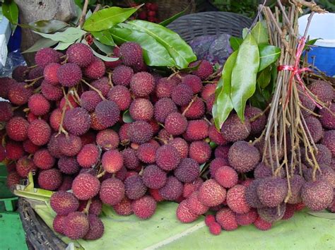 Lychee Litchi World Crops Database Tropical Fruits