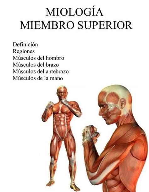 M Sculos Miembro Superior Medicina Notas Udocz