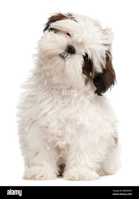 Shihtzu Hi Res Stock Photography And Images Alamy