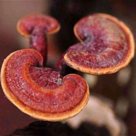 REISHI MUSHROOM IDENTIFICATION | GANODERMA MUSHROOM IDENTIFICATION