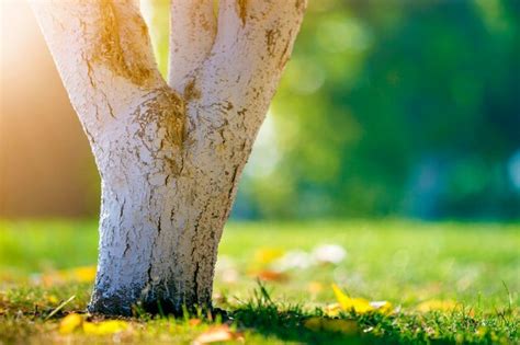 Corteza blanqueada de árbol que crece en el jardín soleado de huerta en