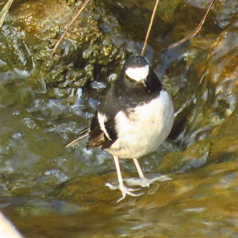 Common Himalaya Bird Watching Tours Uttarakhand Birding