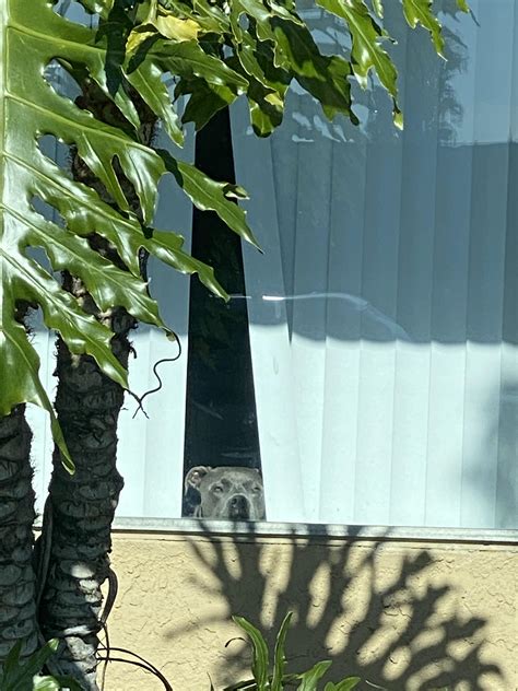 Apartment Breed Restriction at Arthur Snipes blog