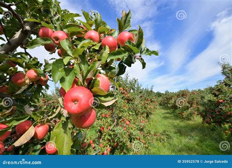 Apple Orchard stock photo. Image of colorful, garden - 35952578