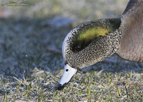 Drake American Wigeon portrait – On The Wing Photography