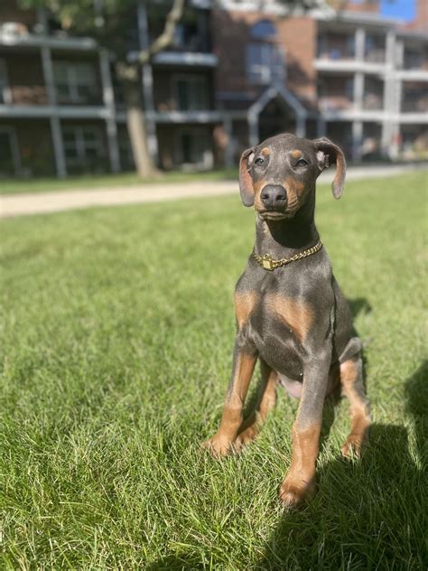 Difficulty finding American Doberman breeders : r/DobermanPinscher