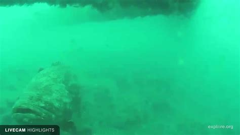 Sharks in the Atlantic Snapshots | Explore.org