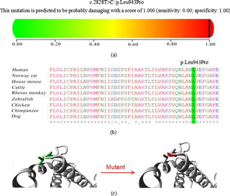 Detailed Analysis Of The Novel Missense Variant Nm0028902