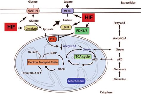 Hif Regulates The Glucose Metabolism Under Well Oxygenated