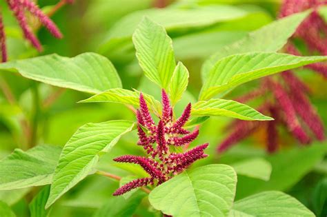 Organic Amaranth Seeds Non Gmo Kosher Raw Vegan By Food To Live