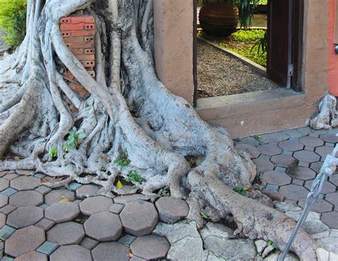 Can Tree Roots Structurally Harm Your Foundation Burbank Tree Pros