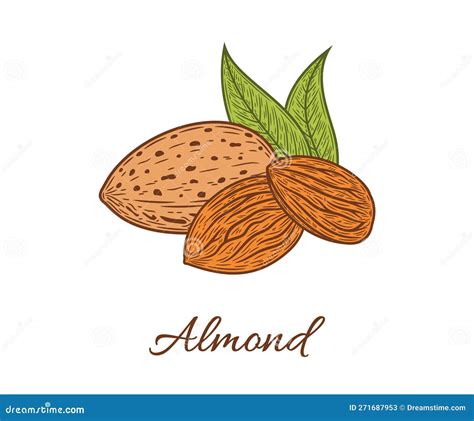 Vector Almond Illustration Hand Drawn Nut Tree Sketch Botanical