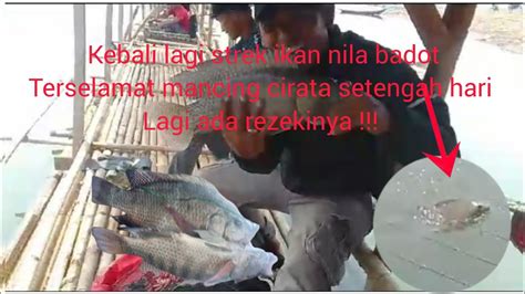 Lapak Istimewa Strek 2 Ikan Nila Badot Terselamatkan Mancing Terbaru