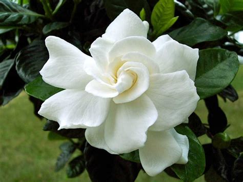 10 Most Loveliest White Flowers In The World