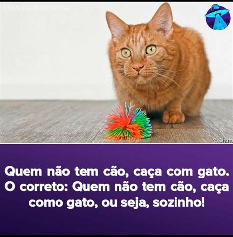 Quem N O Tem C O Ca A Gato O Correto Quem N O Tem C O Ca A Como